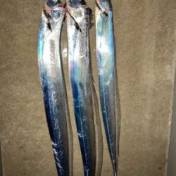 仕事終わりにワインドで良型連発！！