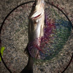 今日は西宮浜でエビ巻きしました。