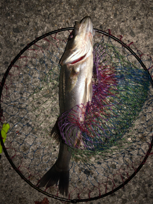 今日は西宮浜でエビ巻きしました。