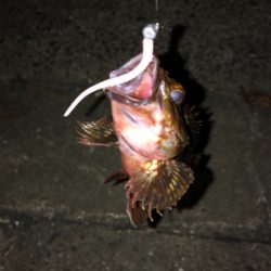 フロートメバルが楽しい