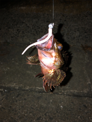 フロートメバルが楽しい