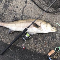 ランカーシーバス