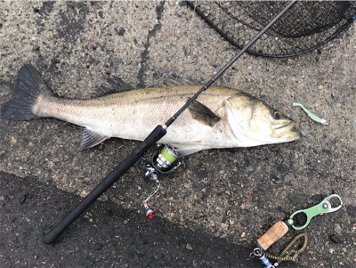 ランカーシーバス