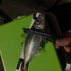 大潮はアジ・メバル渋い?