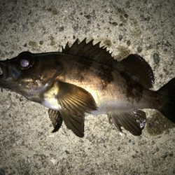 2021ライトゲーム第8戦