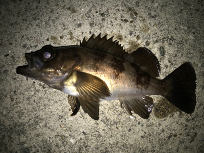 2021ライトゲーム第8戦