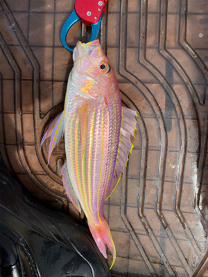 今シーズン、初ボート釣り