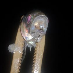 アジング練習 262 南港ジャンボ 尺アジ ABUリアルフィネス69 スローテーパーロッド