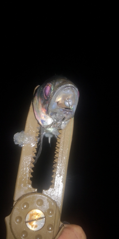 アジング練習 262 南港ジャンボ 尺アジ ABUリアルフィネス69 スローテーパーロッド