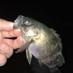 メバル好調です