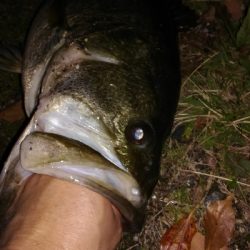 2年ぶりのブラックバス