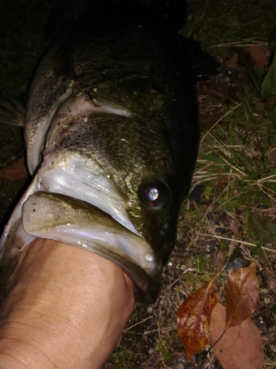 2年ぶりのブラックバス