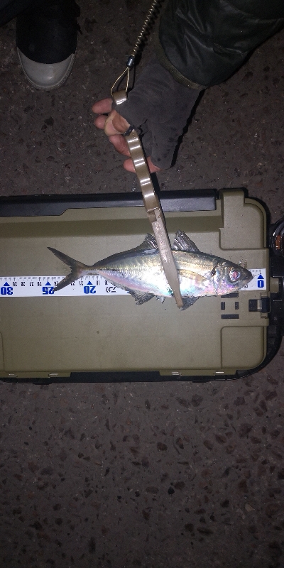 アジング練習　263　INXドラゴンクローラー