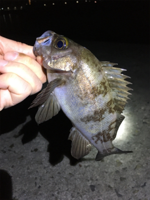 春爆メバリング