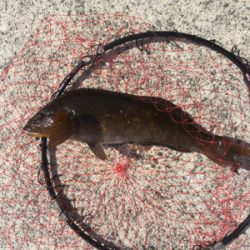 ひさびさの大物