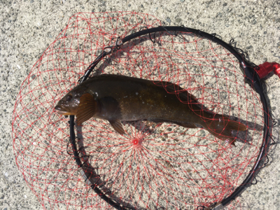 ひさびさの大物