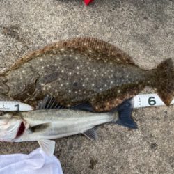 座布団頂きましたpart2