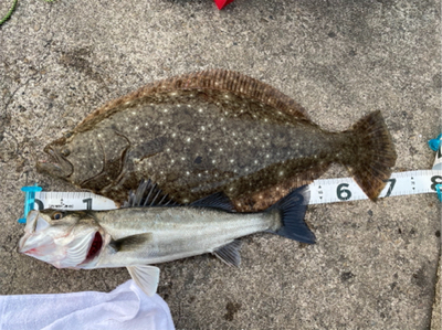 座布団頂きましたpart2