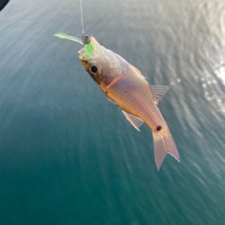 平戸島初釣行！