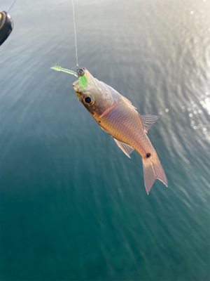 平戸島初釣行！