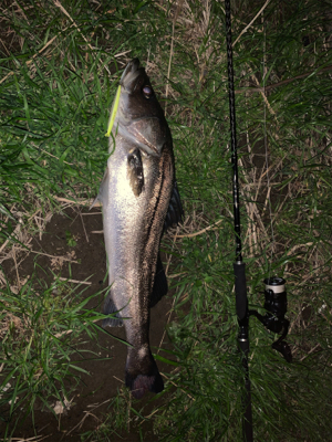戸田橋　バチ食いシーバス