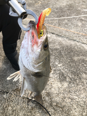 シーバス高活性