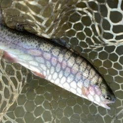 エリアトラウト