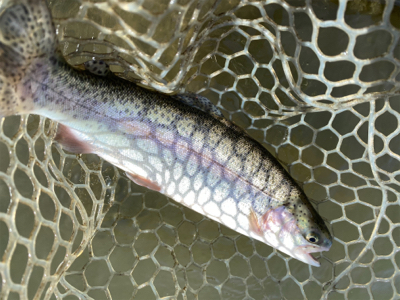 エリアトラウト