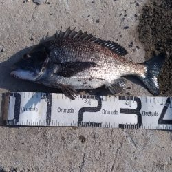 3/7釣果チヌグレガシラメバル