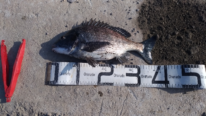 3/7釣果チヌグレガシラメバル