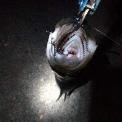 3/11釣果ヒラスズキ64センチ！デカアジ大漁！