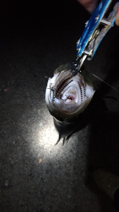 3/11釣果ヒラスズキ64センチ！デカアジ大漁！