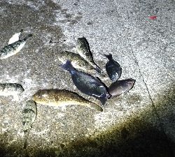 3/20釣果デカアジ35センチ！