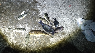 3/20釣果デカアジ35センチ！