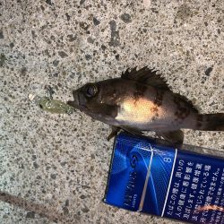 メバルプラッキング④