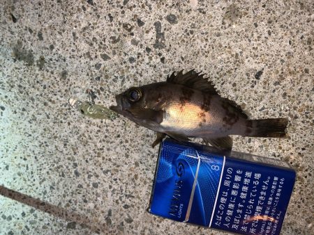 メバルプラッキング④