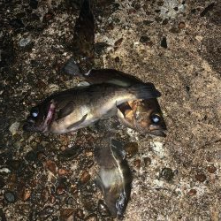 ひさびさのメバル