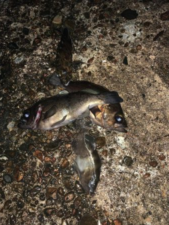 ひさびさのメバル