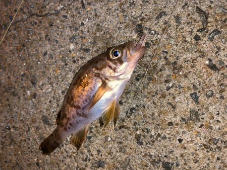 メバルプラッキング20