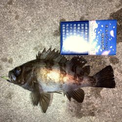 メバルプラッキング14