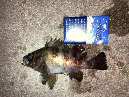 メバルプラッキング14