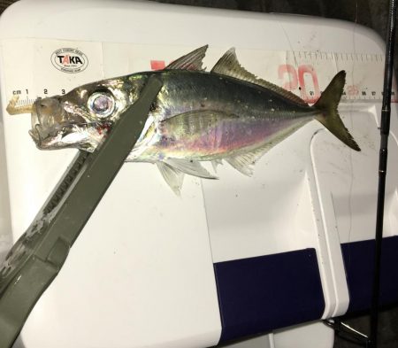 アジさんこんにちは♪