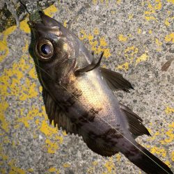 メバルプラッキング28