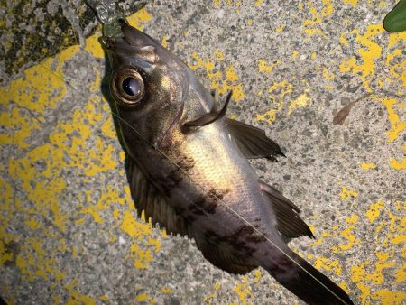 メバルプラッキング28