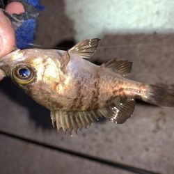 メバルプラッキング21