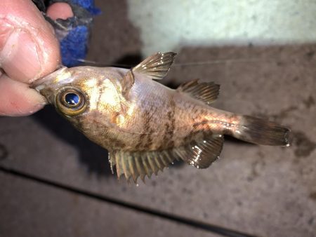 メバルプラッキング21