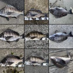 イチノ兄弟、釣果！