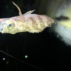 メバルプラッキング15