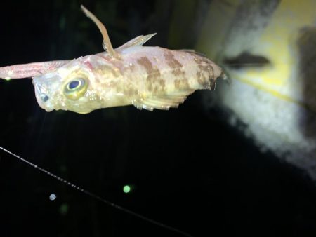 メバルプラッキング15