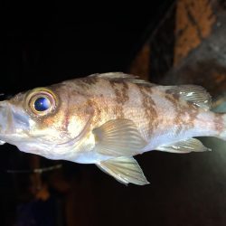 メバルプラッキング12